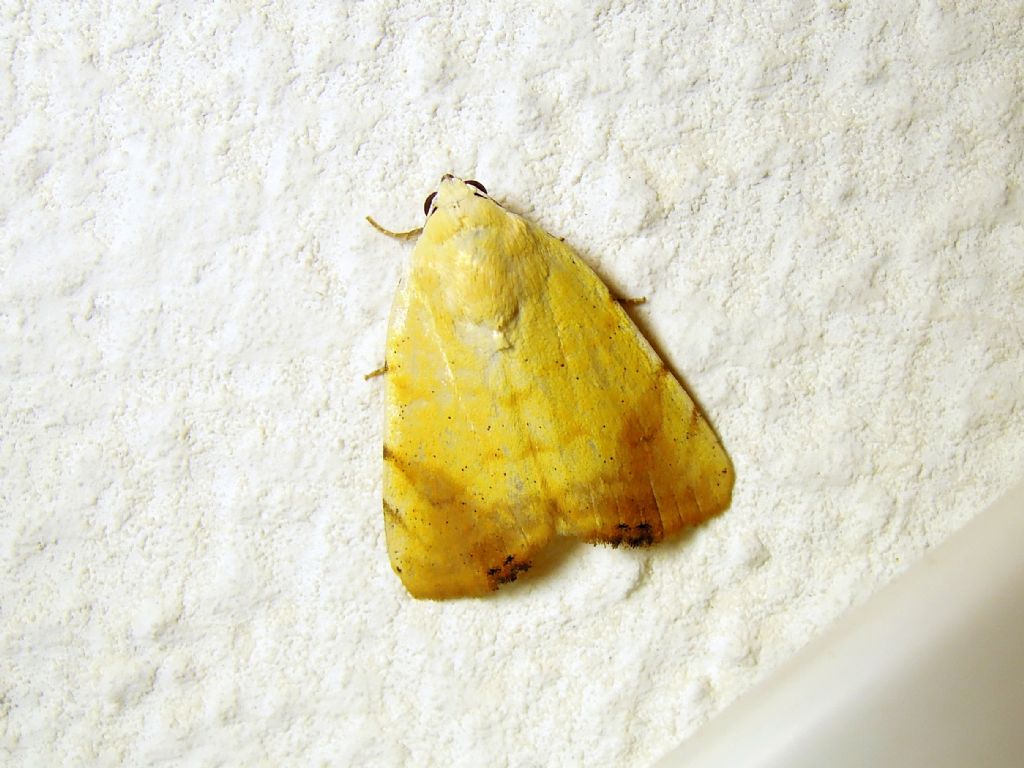 Xanthodes albago (Noctuidae)